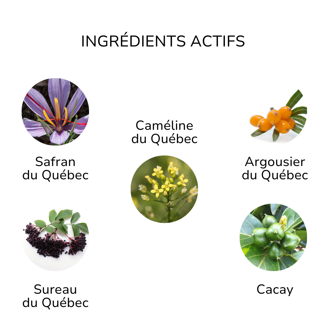 Ingrédients actifs sérum absolu naturel ÖL cosmétiques