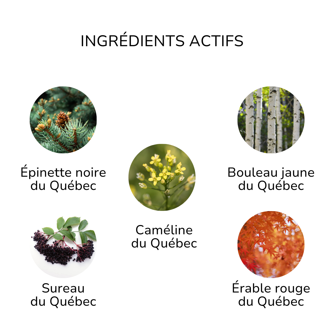 Ingrédients actifs du Québec dans la  crème naturelle pour les mains ÖL cosmétiques